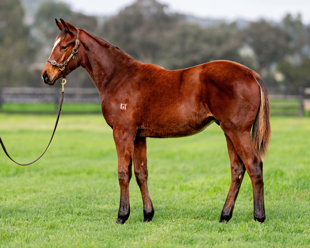 Toronado (IRE) / Baby Pink (IRE) 2024 Colt - Image 1