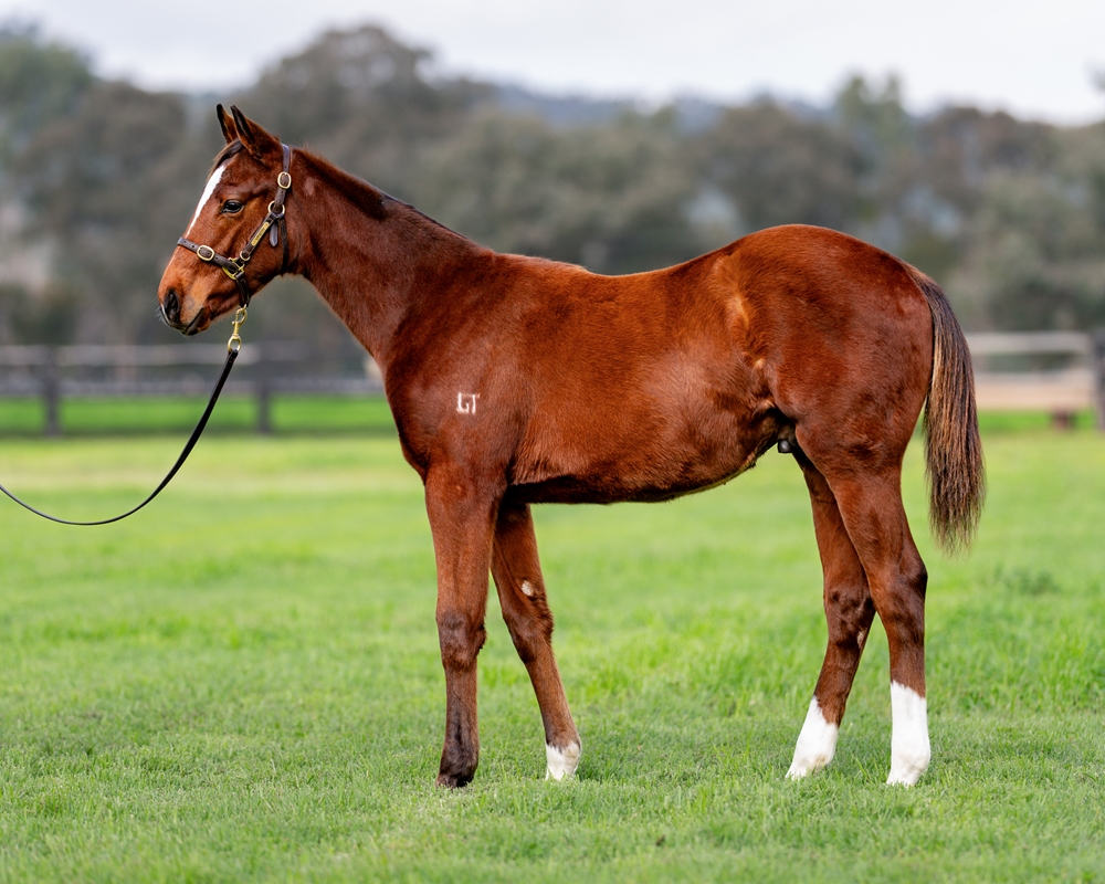 Home Affairs (AUS) / Damodice (AUS) 2024 Colt - Image 1