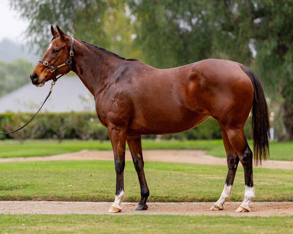 Flippity Lass (AUS) - Image 1