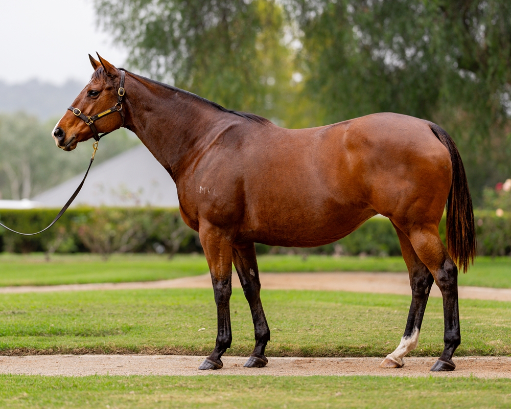 Fursa (AUS) - Image 1