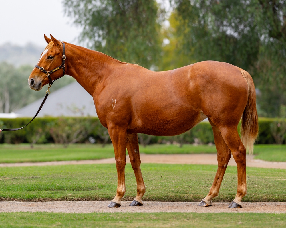 Grace and Harmony (NZ) - Image 1