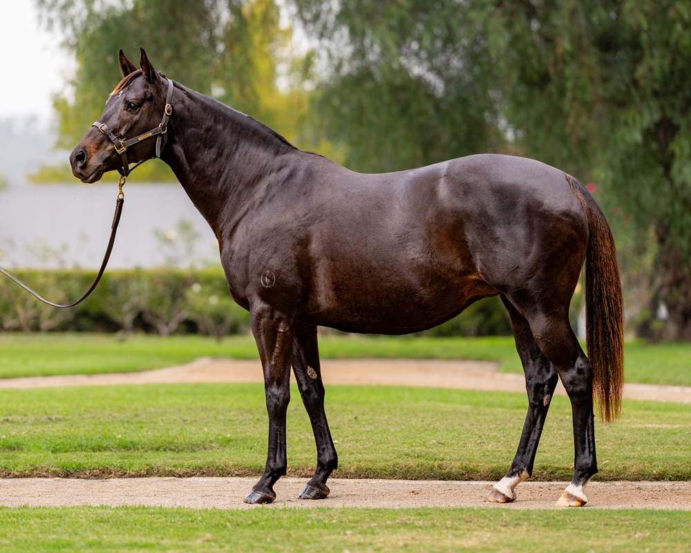 Sonja (AUS) - Image 1