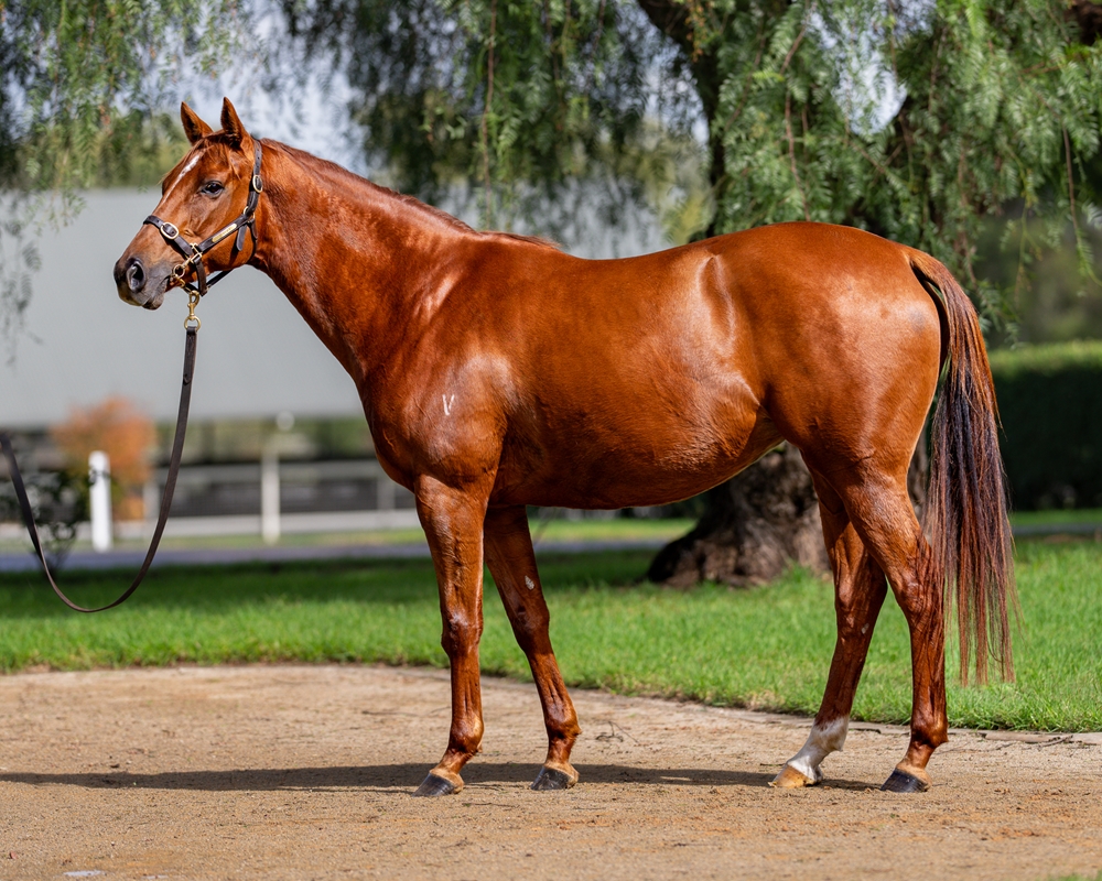 Star Mistress (AUS) - Image 1