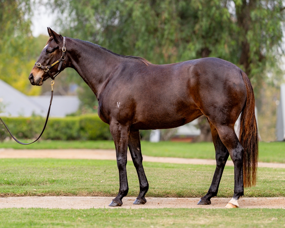 Wild Sally (AUS) - Image 1