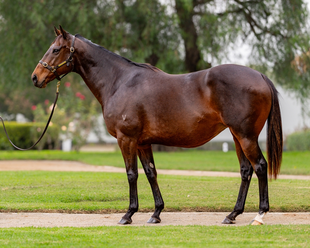 Aristia (AUS) - Image 1