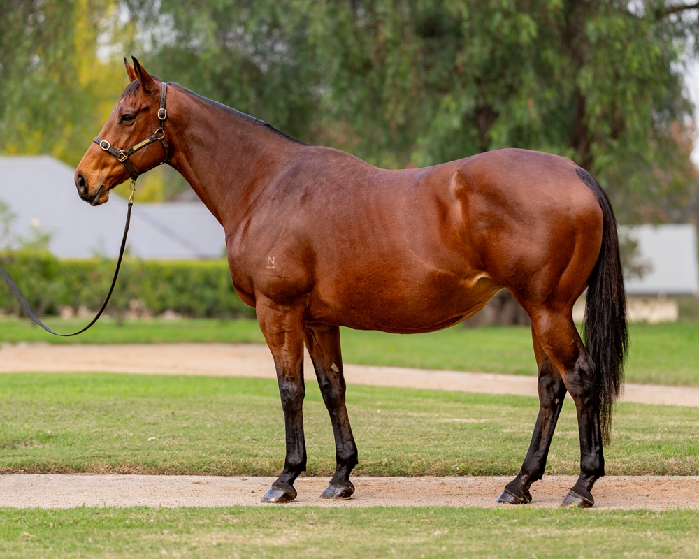 Eiffel Tower (AUS) - Image 1