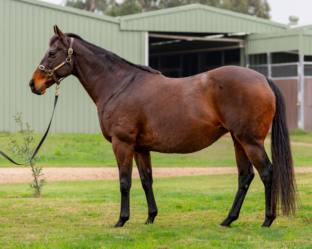 Bella Success (AUS) - Image 1