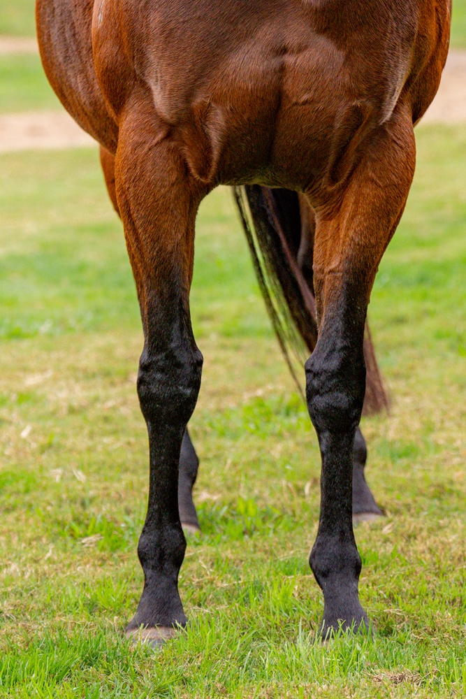 Bella Success (AUS) - Image 2