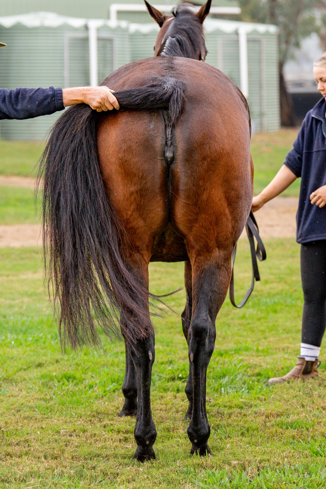 Bella Success (AUS) - Image 3