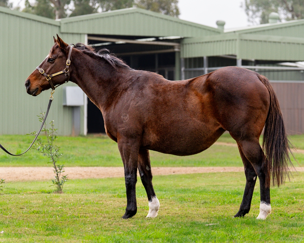 Dark Hedges (AUS) - Image 1