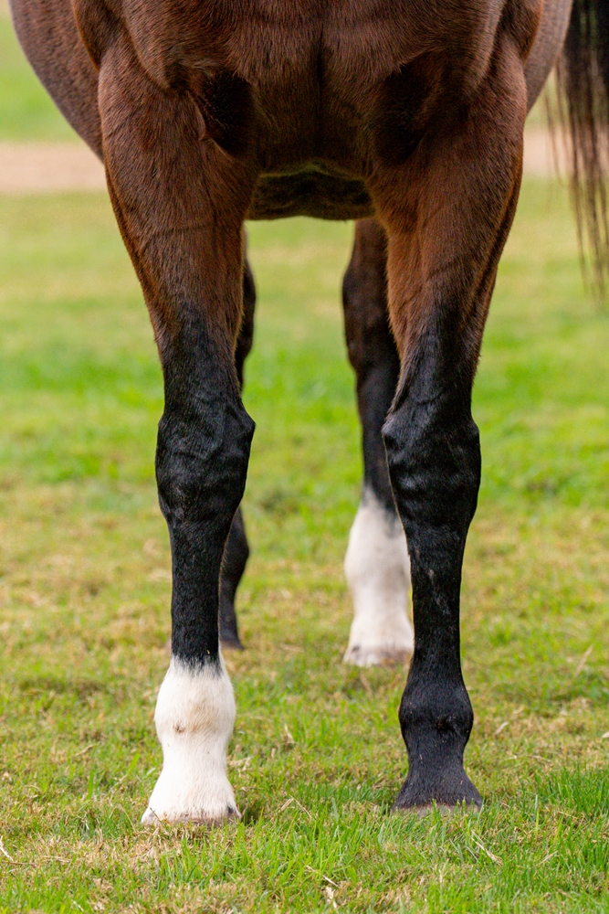 Dark Hedges (AUS) - Image 2