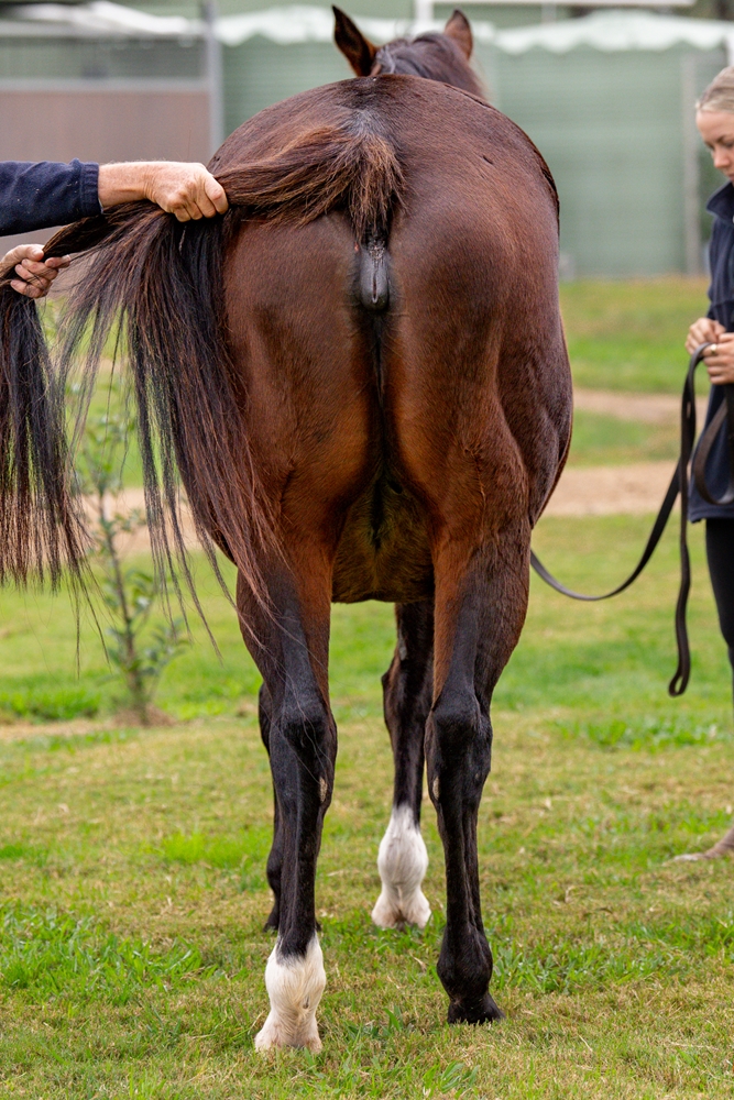 Dark Hedges (AUS) - Image 3