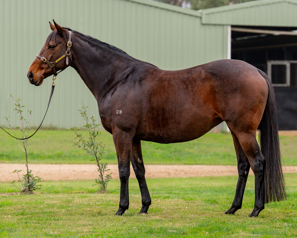 Extreme Bliss (AUS) - Image 1