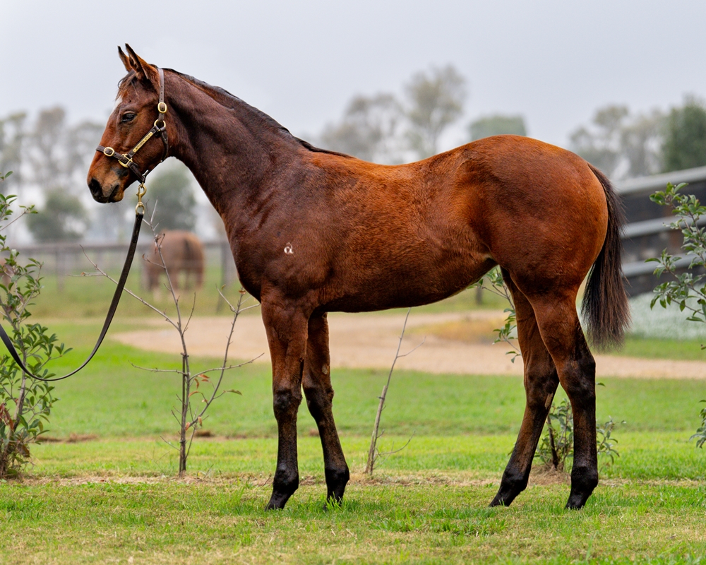 Hellbent (AUS) / Kalidaz (AUS) 2024 Filly - Image 1