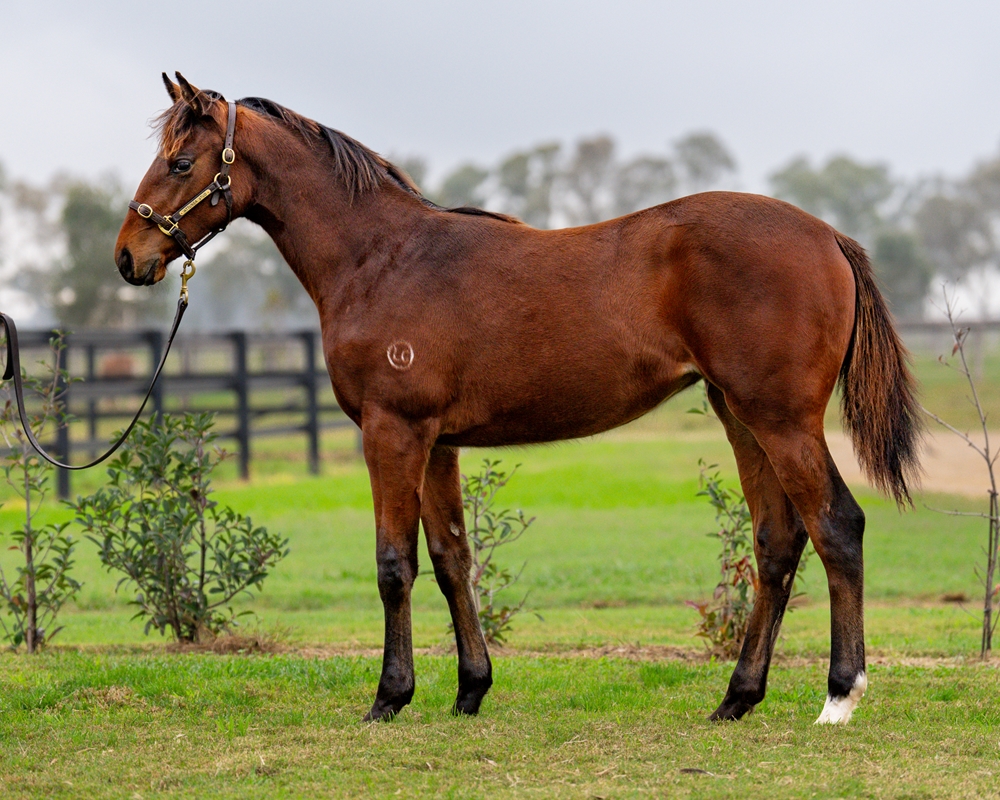 Snitzel (AUS) / Tell Your Mama (USA) 2024 Filly - Image 1