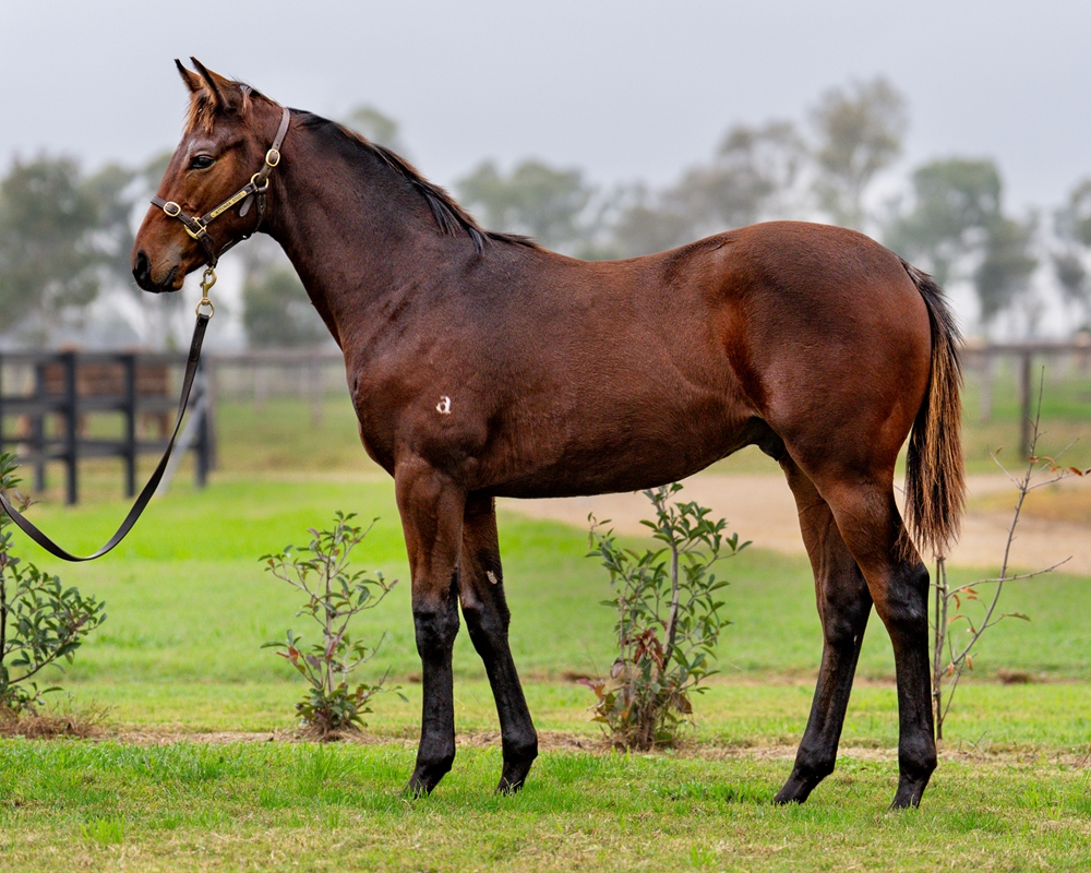 Dundeel (NZ) / To be Sure (AUS) 2024 Colt - Image 1