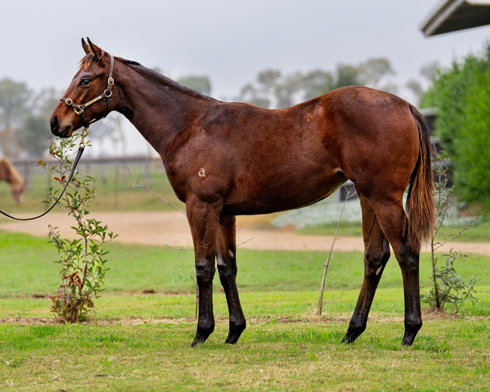 Hellbent (AUS) / Aitchdeetee (AUS) 2024 Filly - Image 1