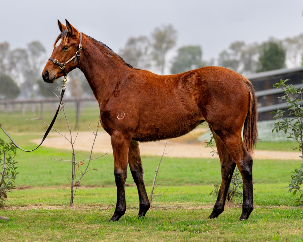 So You Think (NZ) / Angel Flight (AUS) 2024 Filly - Image 1