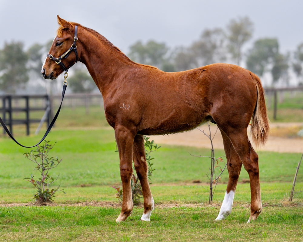 Bivouac (AUS) / Chocolicious (SAF) 2024 Colt - Image 1