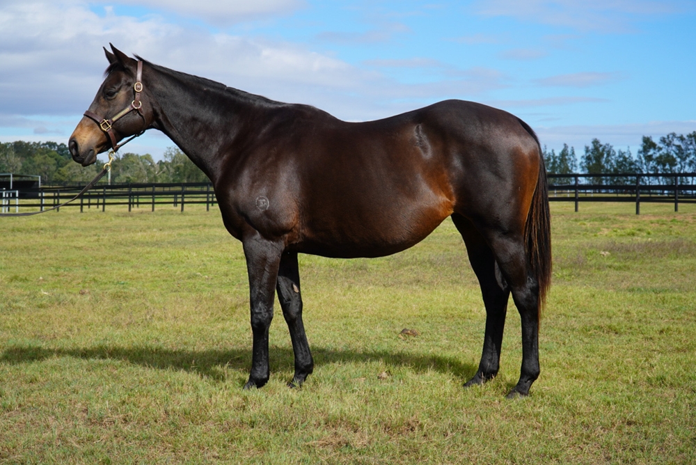 Disputes (AUS) - Image 1