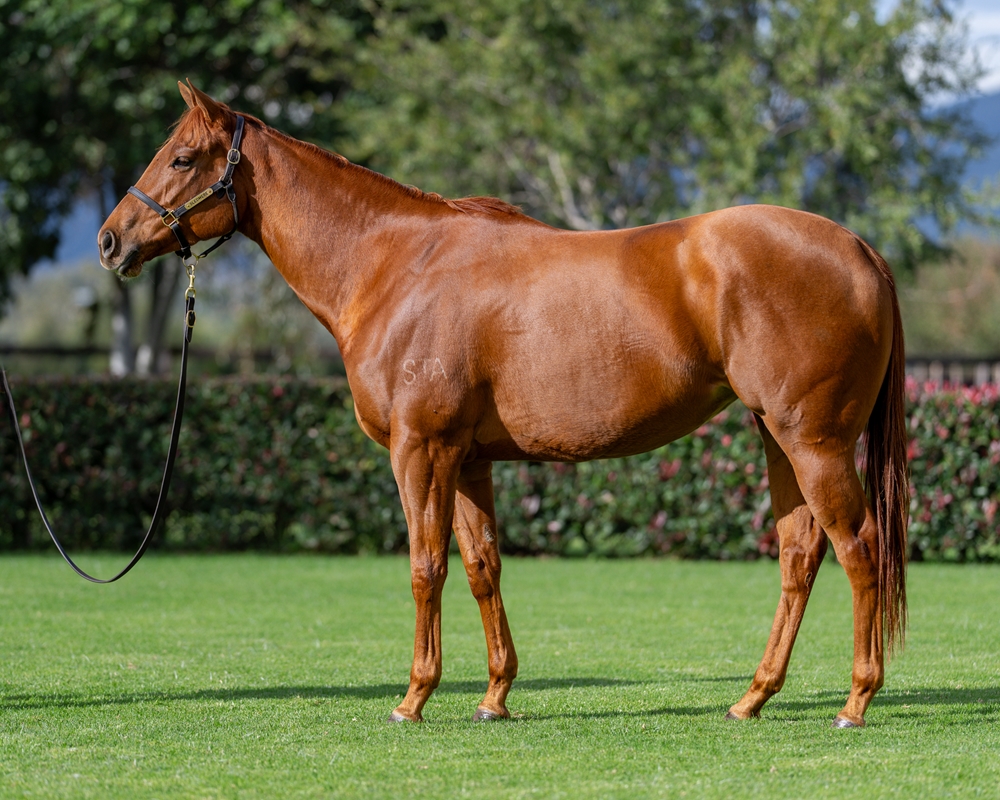 Field of Daysees (AUS) - Image 1
