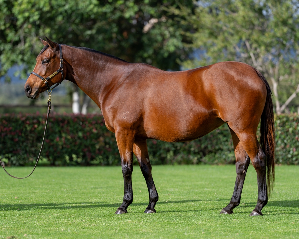 Kansino (AUS) - Image 1