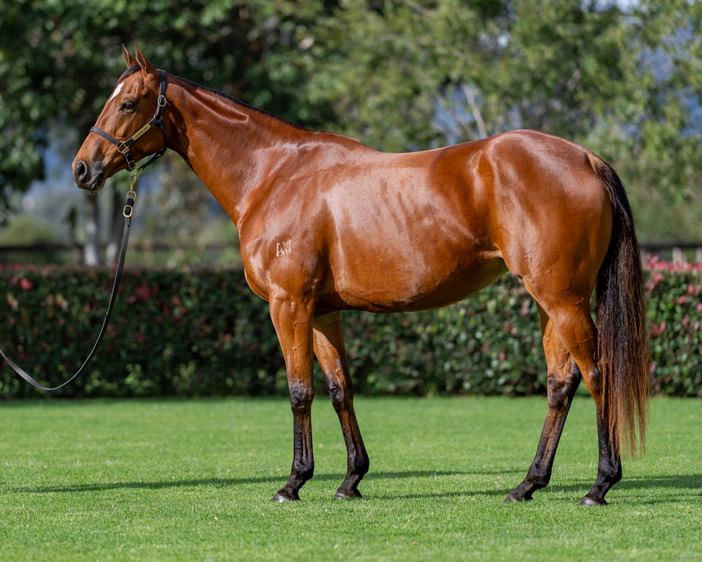 More Reward (AUS) - Image 1