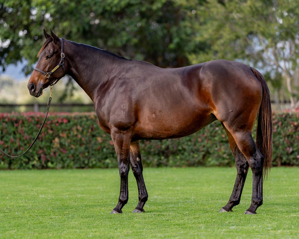 Pacific Horizon (AUS) - Image 1
