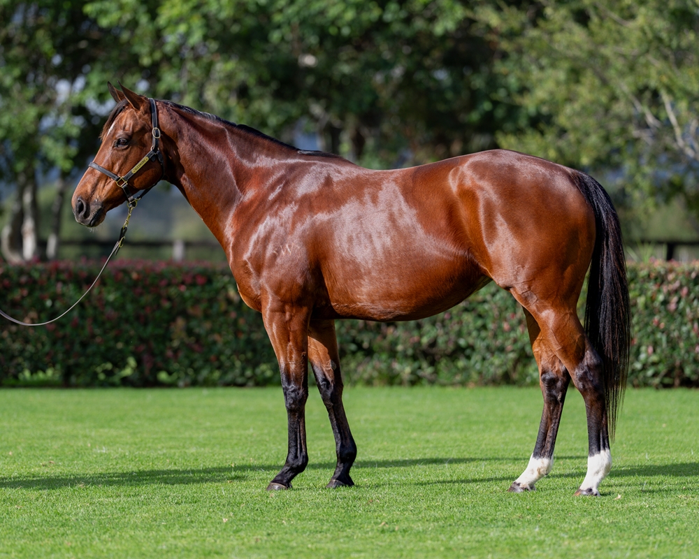 Rare Gem (NZ) - Image 1