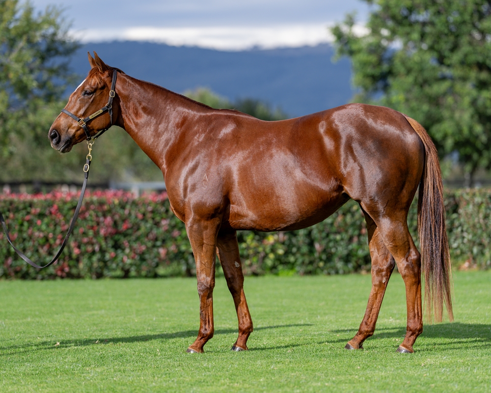 Ulanova (NZ) - Image 1