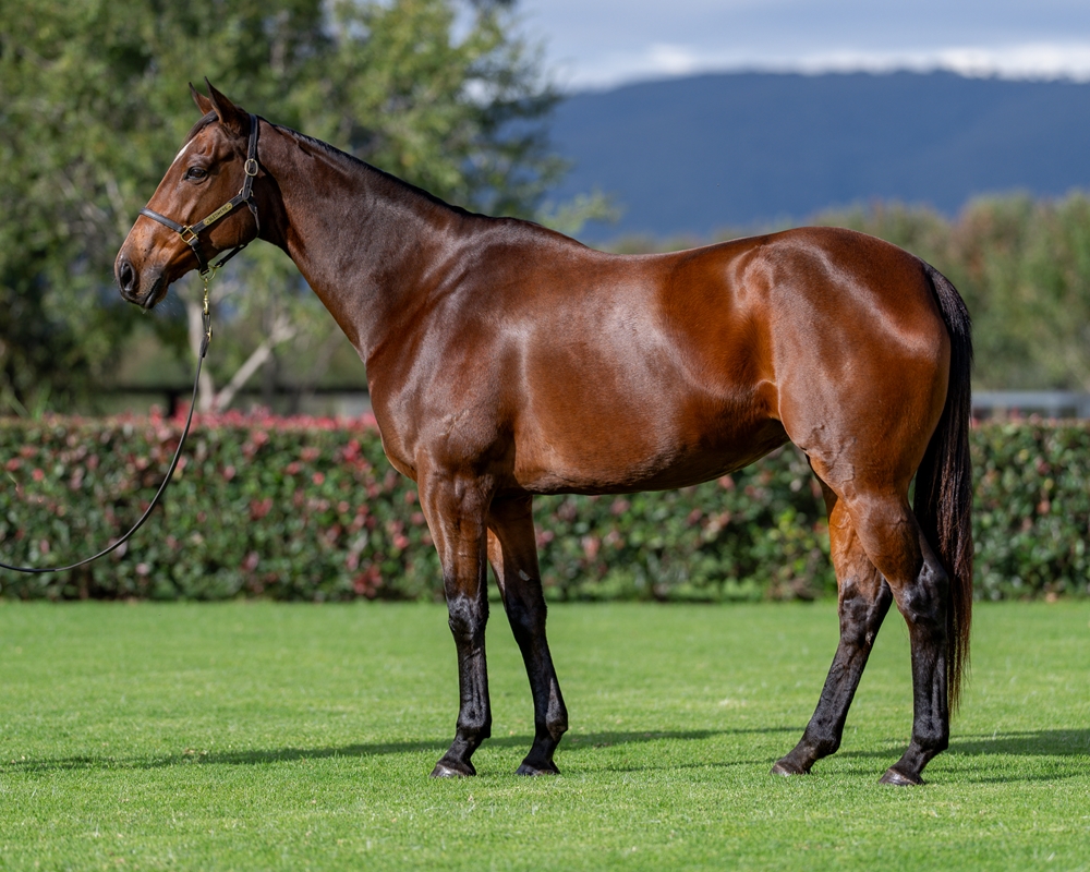 Bourbon Street (AUS) - Image 1
