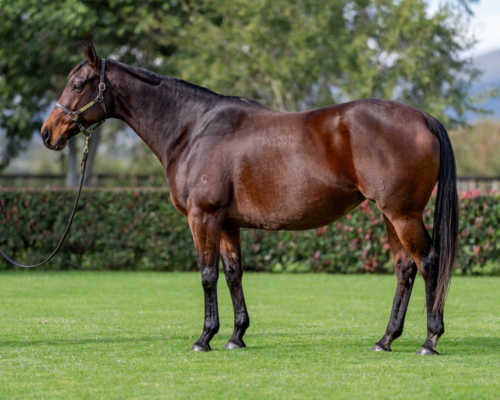 Canadian Spice (AUS) - Image 1