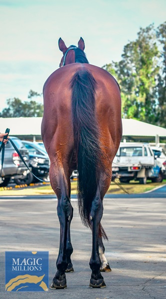 bochkareva mm hind.jpg - Image 4