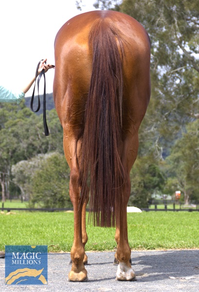 AUTORA Rear.jpg - Image 4