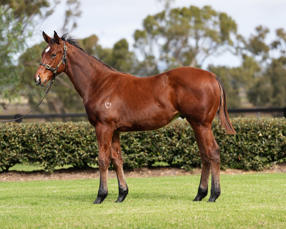 Anders (AUS) / Helford River (AUS) 2024 Colt - Image 1