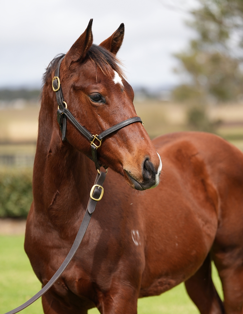 Anders (AUS) / Helford River (AUS) 2024 Colt - Image 2