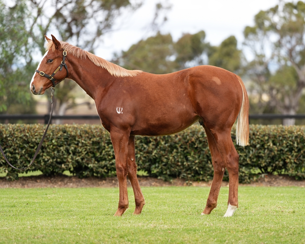 Dubious (AUS) / Lecture (AUS) 2024 Colt - Image 1