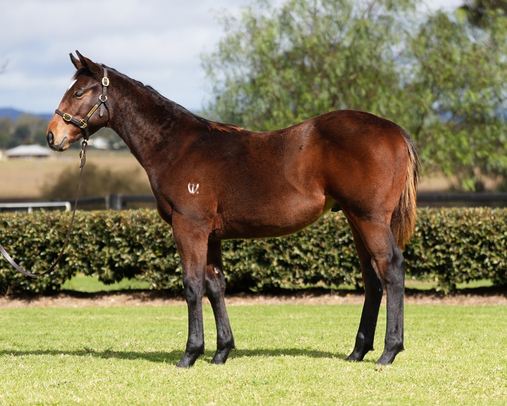 Pierata (AUS) / Sizzleme (AUS) 2024 Colt - Image 1