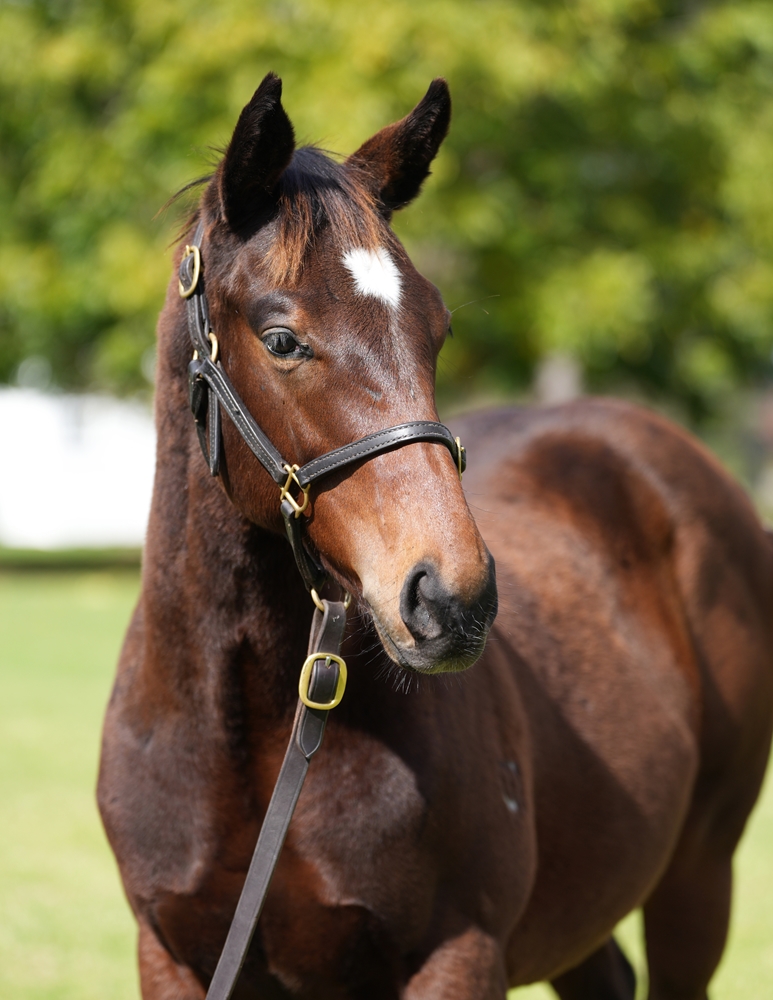 Pierata (AUS) / Sizzleme (AUS) 2024 Colt - Image 2