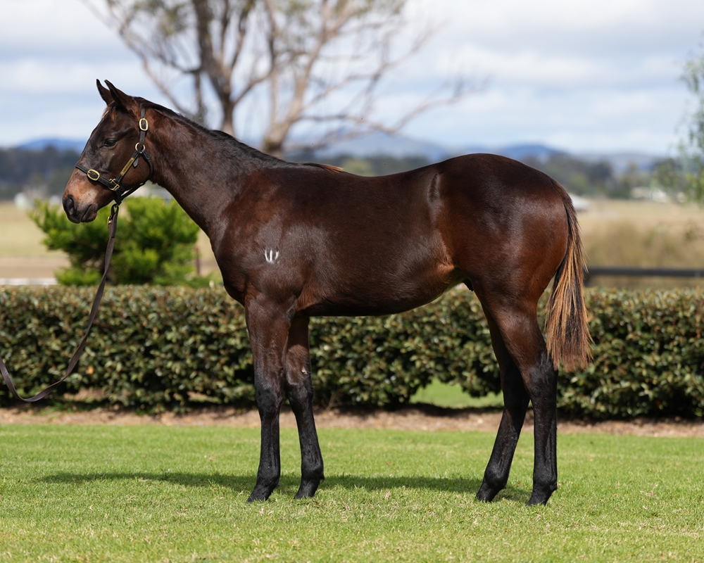 Jonker (AUS) / Vibrant Rouge (AUS) 2024 Colt - Image 1