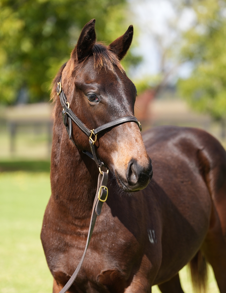 Jonker (AUS) / Vibrant Rouge (AUS) 2024 Colt - Image 2
