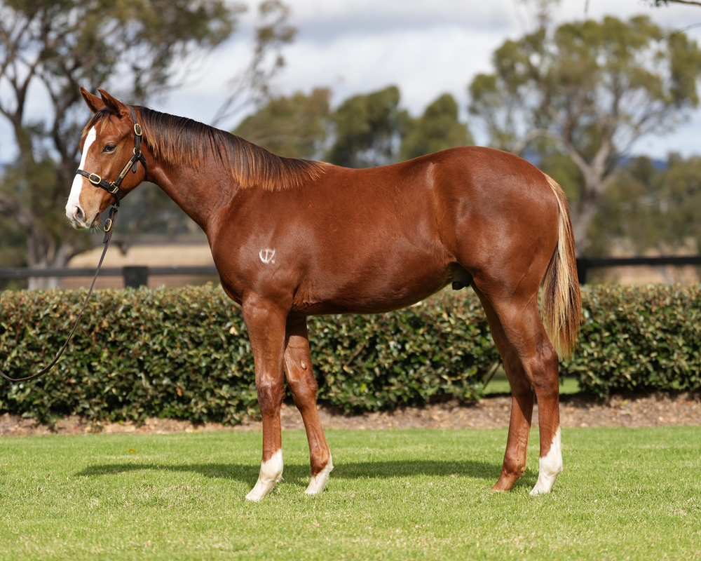 Anders (AUS) / Eadlibb (GB) 2024 Colt - Image 1