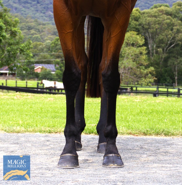 DEMIANA Front.jpg - Image 3