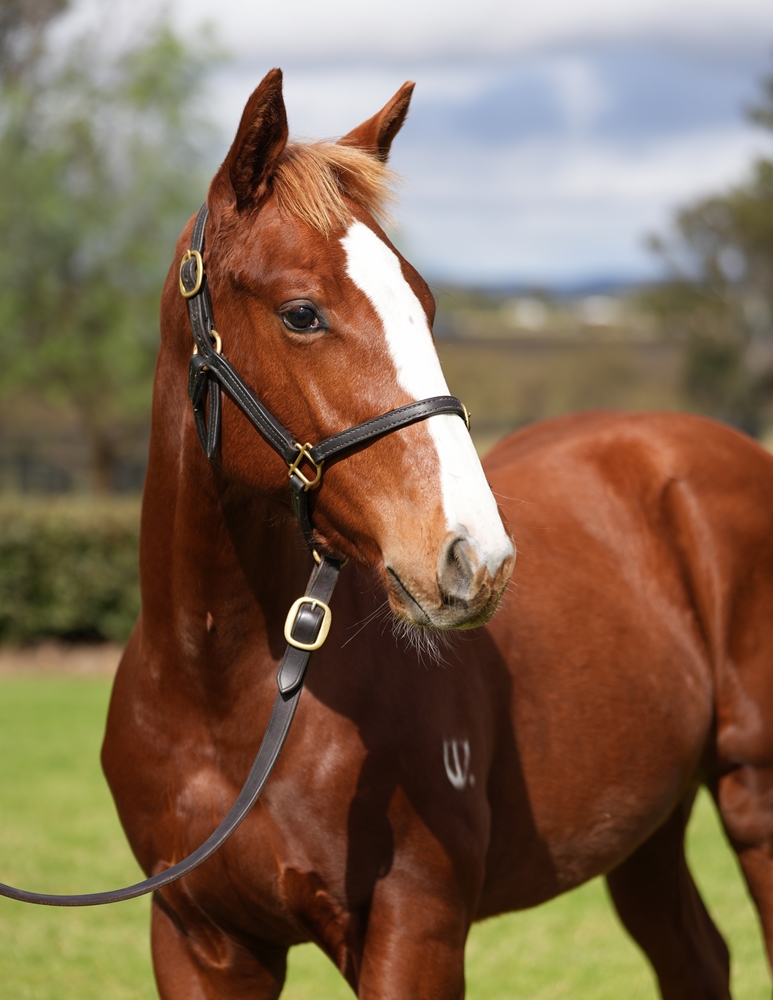 Dubious (AUS) / Lecture (AUS) 2024 Colt - Image 2