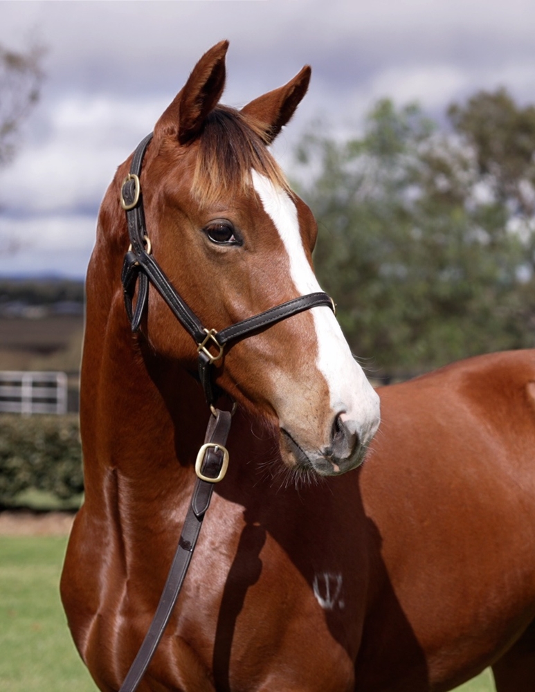 Anders (AUS) / Eadlibb (GB) 2024 Colt - Image 3