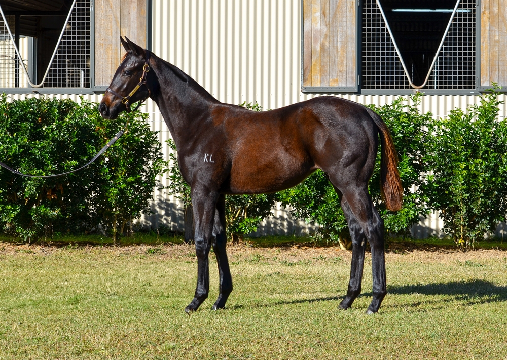 Brazen Beau (AUS) / Fanagoria (AUS) 2024 Filly - Image 1