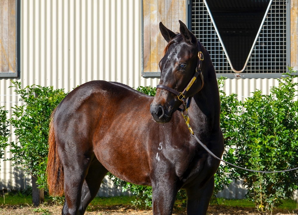 Brazen Beau (AUS) / Fanagoria (AUS) 2024 Filly - Image 2