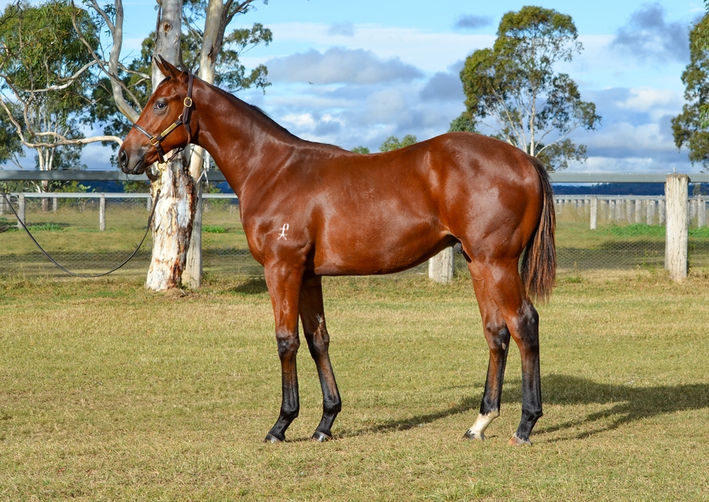 Daumier (AUS) / Five Card Charlie (AUS) 2024 Colt - Image 1