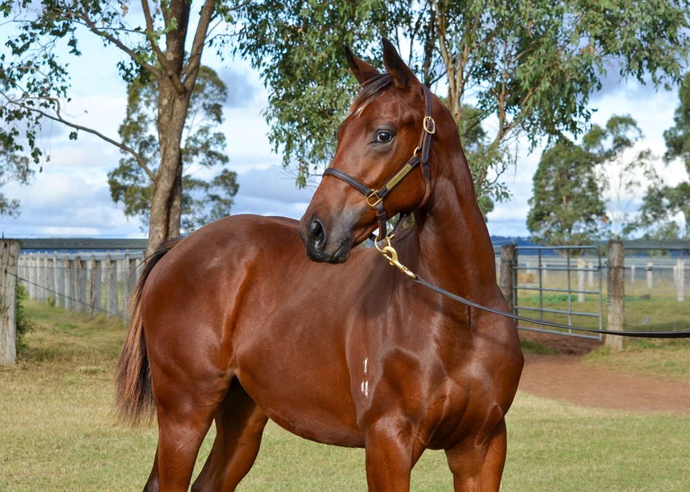 Daumier (AUS) / Five Card Charlie (AUS) 2024 Colt - Image 2