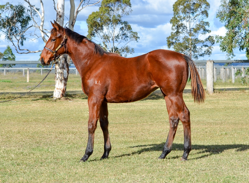 Ellsberg (AUS) / Just Our Girl (AUS) 2024 Filly - Image 1